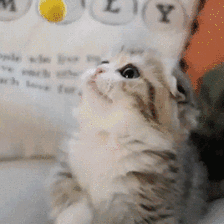 38.gif